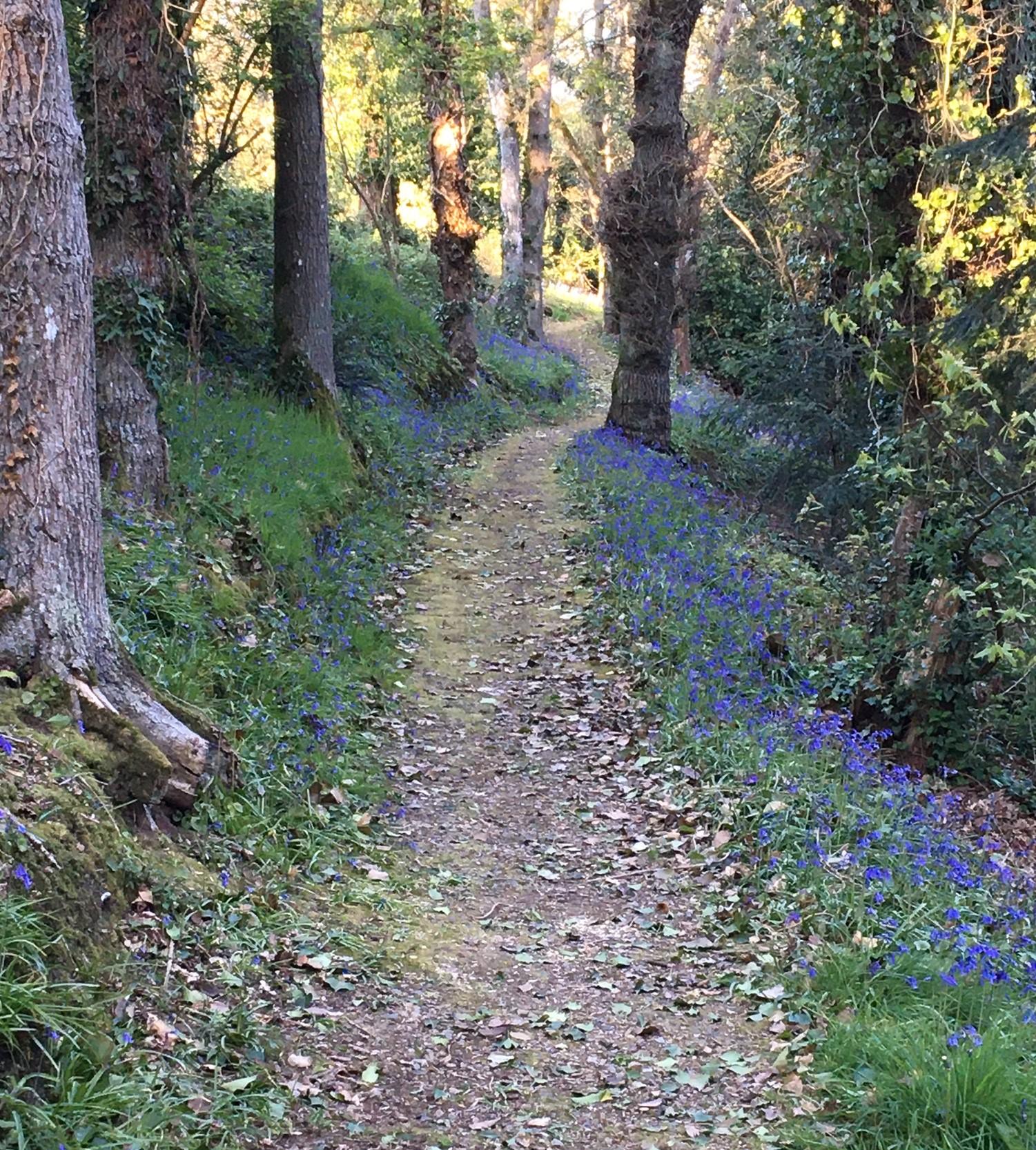 sentier bois de correc